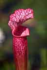 red pitcher plant